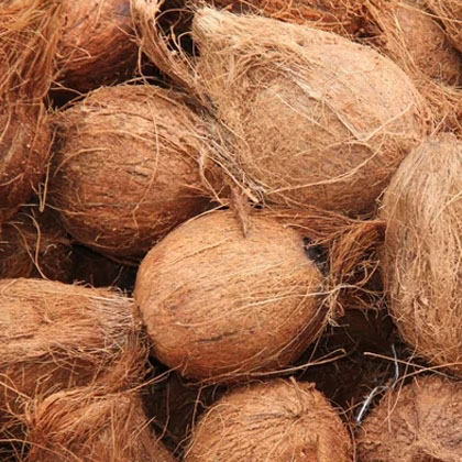 Fully Husked Coconut